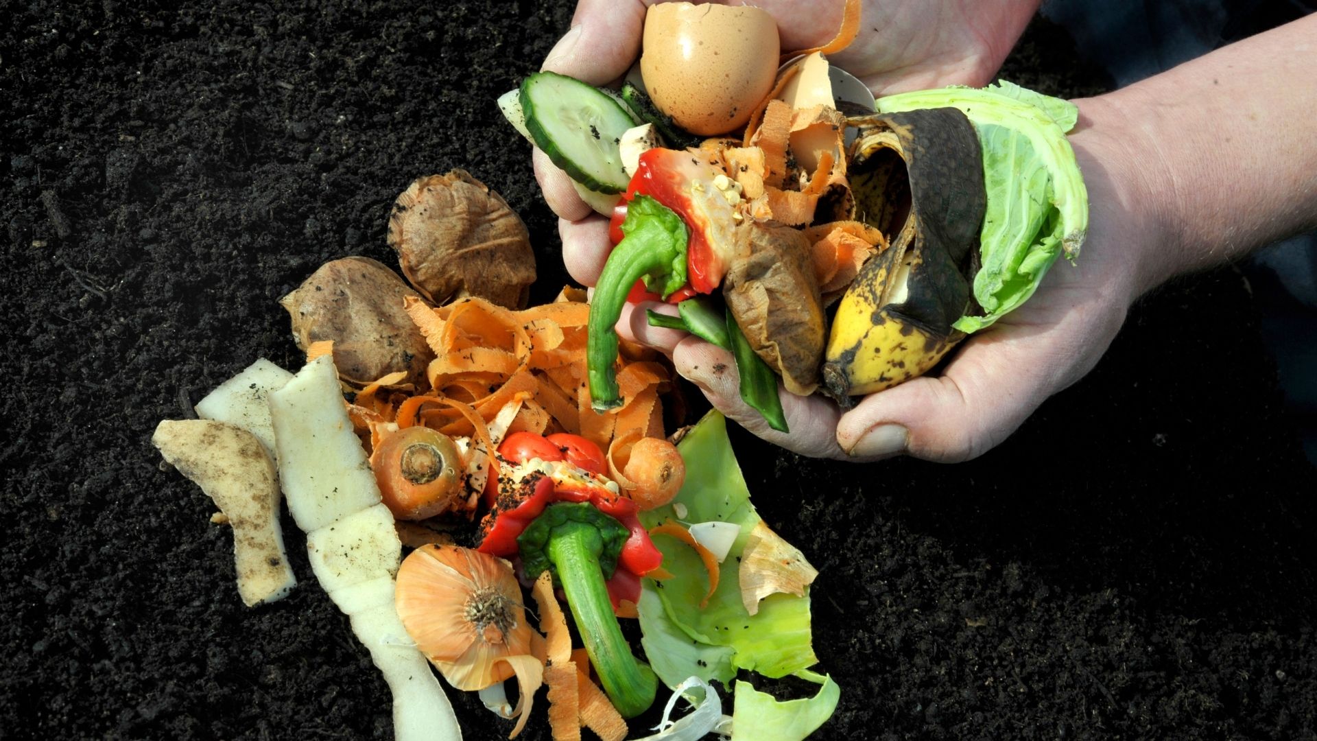 photo d'un tas de déchets organiques dans les mains